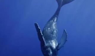 鲸起万物落,鲸落万物生是什么意思 鲸落是什么意思